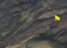 Image result for Ottelia kunenensis