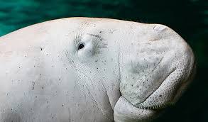 In some areas indigenous hunting is allowed. The Number Of Baby Dugongs In The Great Barrier Reef Has Increased Australian Geographic