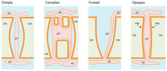 The plant's cell connections called plasmodesmata mediate symplasmic communication processes which play a crucial role in the control of plant development. Plants Free Full Text Plasmodesmata Conductivity Regulation A Mechanistic Model Html