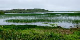 If your dream property includes wetlands either inland or by the shore, it is possible to build a home, but there are special permits necessary for home there is also mitigation of wetlands, where you buy land through a mitigation bank and set it aside for wetlands so you can add fill dirt and build a. How To Identify And Avoid Wetlands Retipster