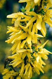 Forsythia Intermedia Lynwood Variety Kert