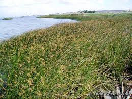 Image result for Schoenoplectus sp.no.1