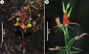 Image result for Brachycorythis velutina