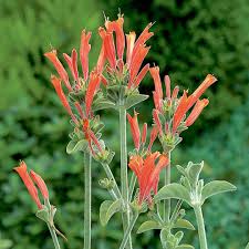 Image result for Dicliptera pumila