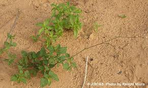Image result for Boerhavia diffusa
