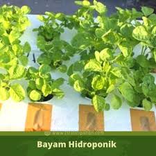 Maybe you would like to learn more about one of these? Langkah Mudah Menanam Bayam Dengan Hidroponik Ciriciripohon Com