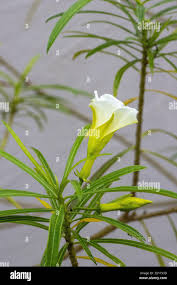 Image result for Cascabela thevetia