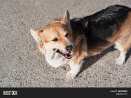 July 27th, 2021 ( males and females ) ( father ) tricolor ( mother ) tricolor now taking names. Welsh Corgi Pembroke Image Photo Free Trial Bigstock