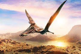 Image result for Xyris capensis