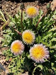 Pink Dandelion Taraxacum Pseudoroseum Taraxacum Organic Plants Dandelion