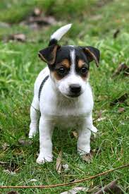 Cute Short Legged Jack Russell Terrier Puppies Pictures Jack Russell Puppies Jack Russell Terrier Puppies Jack Terrier