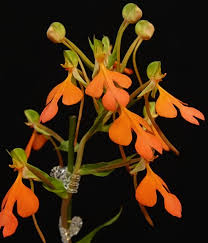 Image result for Habenaria perpulchra