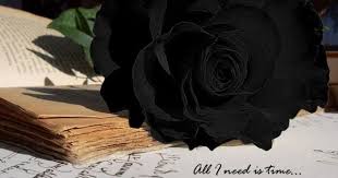 Black Rose Hd Wallpapers Free Download Black Rose Pictures Full Hd 1080p Black Rose Desktop Backgrounds Rom Black Rose Flower Rose Images Black Rose Picture