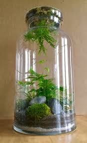 Pin By Your Magic Girl On Air Plants Succulent Terrarium Plants Garden Terrarium