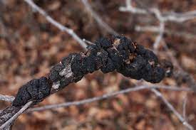 Black Knot Disease Rural Dreams