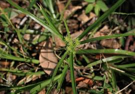 Image result for Cyperus ruwenzoriensis