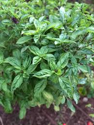 Image result for Ocimum urundense