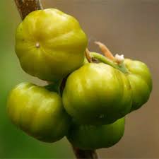 Image result for Turraea nilotica