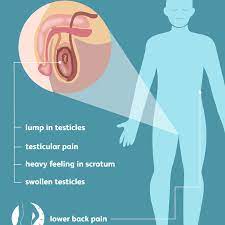 Signs, Symptoms, And Complications Of Testicular Cancer