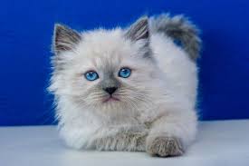 Black And White Kittens For Sale Essex Ragdoll Kittens For Sale Near Me Buy Ragdoll Kitten Www Ragcats Us Ragdollkittens Ragdoll Kittens Ragdoll Kittens For Sale Ragdoll Kitten Kitten For Sale