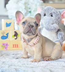 These rare beauties are created with a combination of chocolate and blue dna from both parents. This Little Lilac Beauty Is Looking For Her Fur Ever Home I Know She Won T Be Available For French Bulldog Puppies Cute Little Puppies Baby French Bulldog