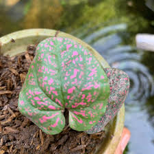 Image result for Peponium sp. A