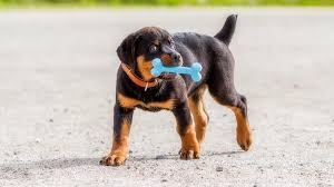 Potty training your rottweiler puppy? Rottweiler Pitbull Mix A Complete Owners Guide To Pitweilers All Things Dogs All Things Dogs