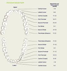 Teeth Chart For Adults Tooth Chart Teeth Dentistry