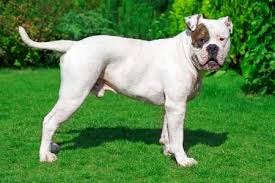So in spring your english whatever you may have heard, bulldogs do shed! The American Bulldog A Complete Breed Profile