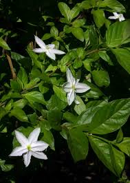 Image result for Heinsia