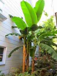 Plante Exotique A La Maison Tout Savoir Sur Les Bananiers Jardins Plante Exotique Amenagement Jardin