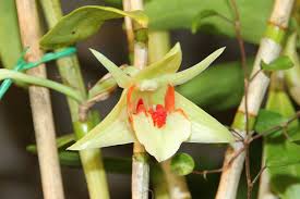 Image result for Habenaria aberrans
