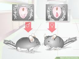 How To Breed Chinchillas 13 Steps With Pictures Wikihow