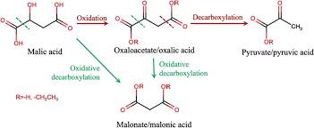 Decarboxylation Pyruvate Decarboxylase Pyruvic Acid Pyruvate Carboxylase  Pyruvate Dehydrogenase, Can Modify, Purple, Blue Png | Pngegg