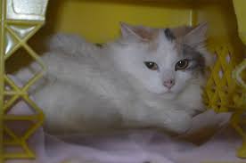 Get the best deal for bobcat from the largest online selection at ebay.com.au browse our daily deals for even more savings! With Animal Hoarding It S Not Only The Pets Who Need Help Infonews Thompson Okanagan S News Source