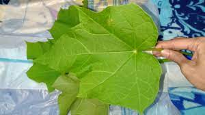 Khasiat berikutnya dari daun jarak pagar adalah. 25 Viral Gambar Sketsa Daun Jarak Terbaru Paperbola