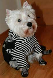 from encar martinez chien petit chien