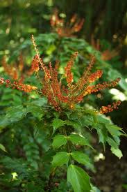 mahonia nitens cabaret plante les quatre saisons jardins