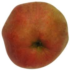 Große bis sehr große, druckempfindliche früchte mit leicht gerippter oberfläche, deren duftende, grünlich gelbe. Ontario Apfel Halbstamm Meinobst