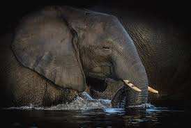 We did not find results for: Elephant Drinking Water Photograph By Tania Cholwich