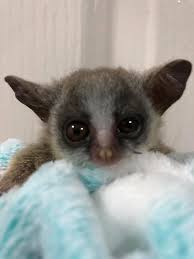 Bush Baby For Sale Buy Lesser Bush Baby Bushbabies As Pets