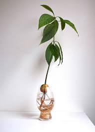 Avocado Pflanzen Schritt Fur Schritt Anleitung Von Kern Zur Avocado Pflanze Diy Garten Zenideen Avocado Pflanze Avocado Avocadokern Pflanzen