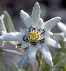 Nema Edelweiss Leontopodium Alpinum Seed Price In India Buy Nema Edelweiss Leontopodium Alpinum Seed Online At Flipkart Com