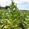 It grows in a warm climate. 1