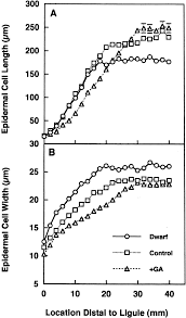 Check spelling or type a new query. Epidermal Cell Length A And Width B As A Function Of Location Download Scientific Diagram