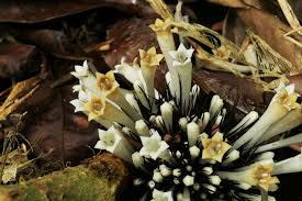 Image result for Sabicea