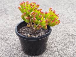 When grown indoors, this plant stays small and its. International Crassulaceae Network