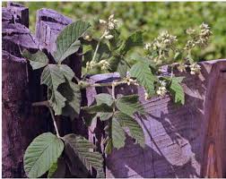 Image result for Kotschya africana