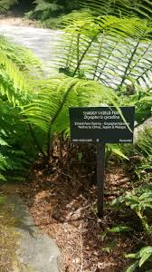 Image result for Dryopteris antarctica