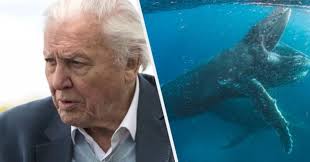 The uk's granddad and national treasure, sir david attenborough, has revealed that he suffers with memory problems, which make his job more difficult. At A Wwf State Of The Planet News Conference Attenborough Said Today We Have Become The Greatest Threat To David Attenborough Netflix Originals Buzzfeed Uk